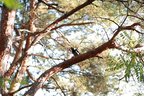 bird on a branch