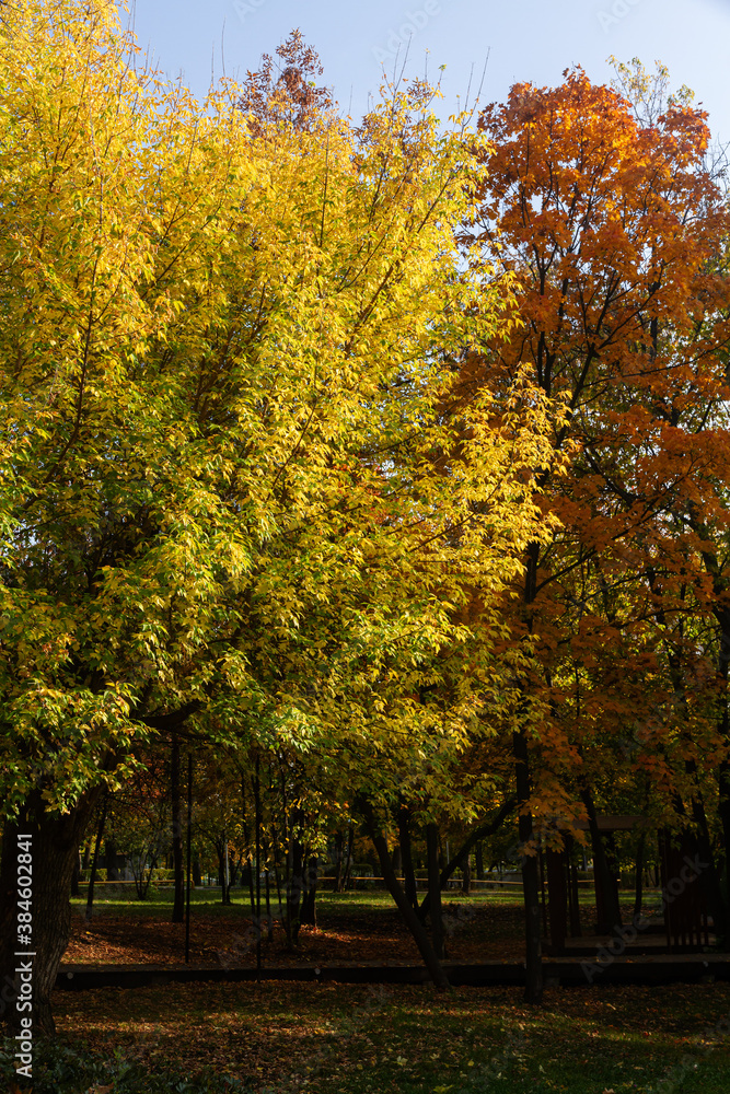 Autumn trees in a country park of the city of Samara
