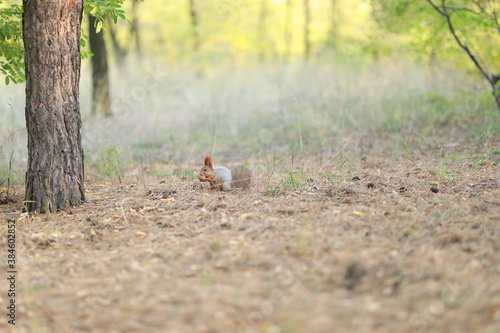 squirrel in the forest © Ванжа Юрий