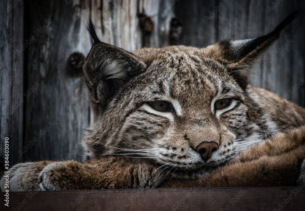 Fototapeta premium lynx in the snow
