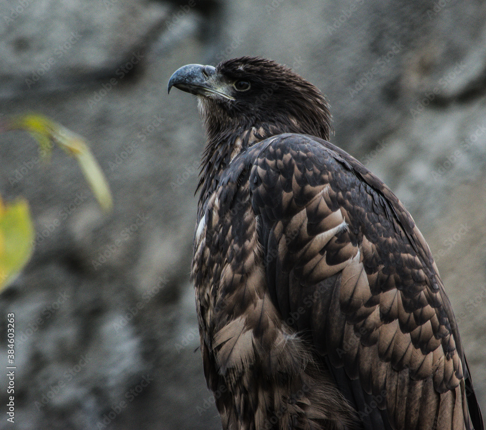 Fototapeta premium eagle on the rock