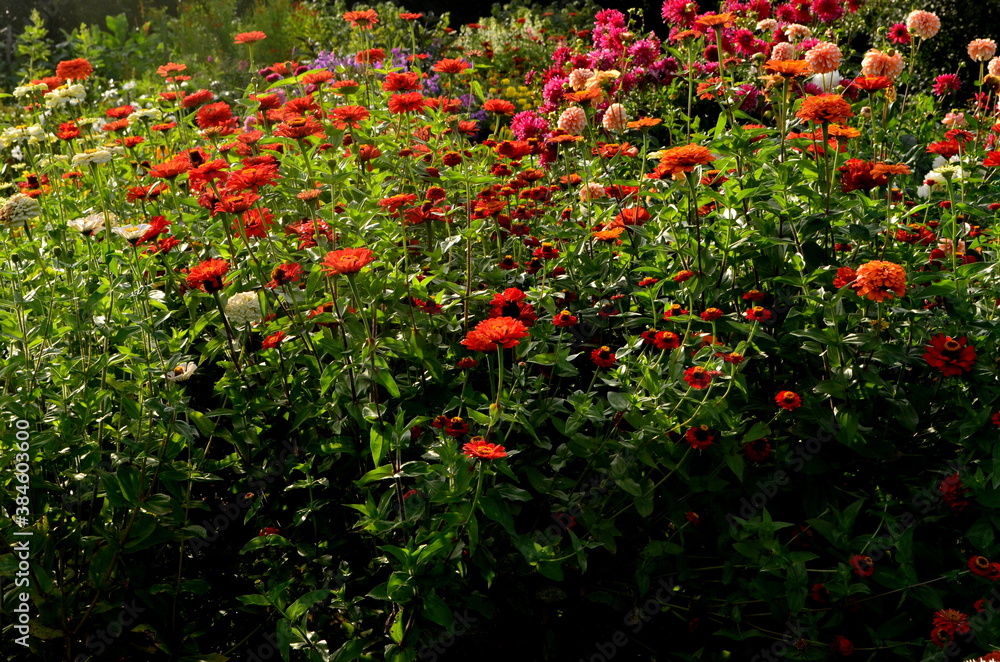 Garden with lots of colorful autumn flowers