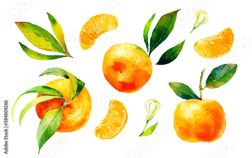 Fototapeta Naklejka Na Ścianę i Meble -  Watercolour bright sketch of ripe mandarin fruit. Watercolor illustration for any colourful design. Hand drawn mandarin isolated on white background. Orange fruit with green leaves.