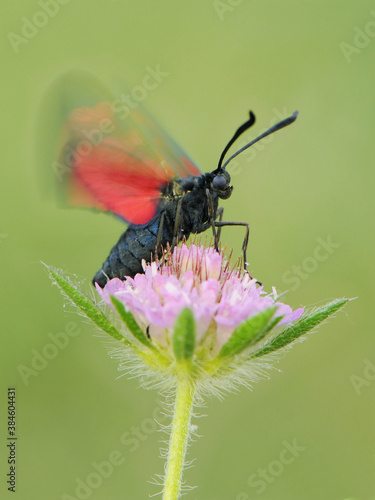 Foto a butterfly Zygaena filipendulae on flower early in the morning flaps its wings