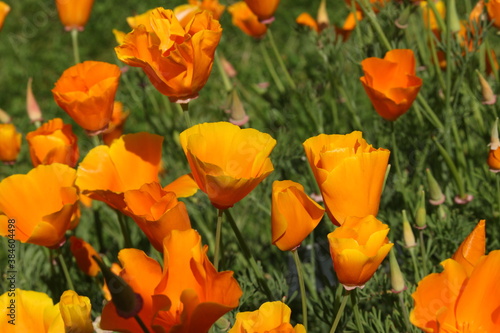 Orange  Californian Poppy  flower  or Golden Poppy  California Sunlight  Cup of Gold  in St. Gallen  Switzerland. Its Latin name is Eschscholzia Californica  native to California and Oregon in USA.