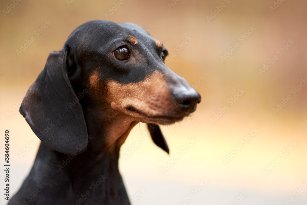 Portrait of an elderly black and tan Dachshund dog on the background of an autumn Park