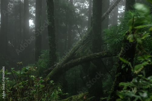 Fototapeta Naklejka Na Ścianę i Meble -  Foggy and rainy forest of  Azores Islands, Portugal