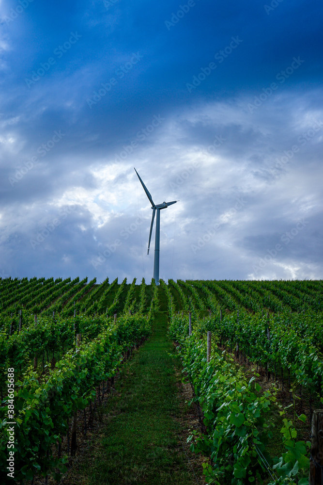 wind turbine in the vineyard