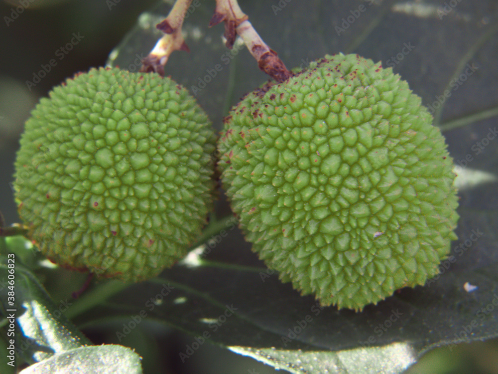 roślina makro przyroda natura flora ogród roślina makro przyroda natura flora ogród