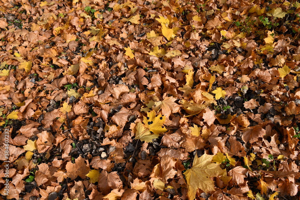 Fallen yellow and brown maple leaves. Black spots on the leaves. Autumn foliage on the ground. Fallen yellow and brown maple leaves. Black spots on the leaves. Autumn foliage on the ground.