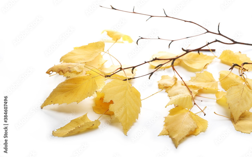 Naklejka premium Yellow autumn dry leaves birch isolated on white background