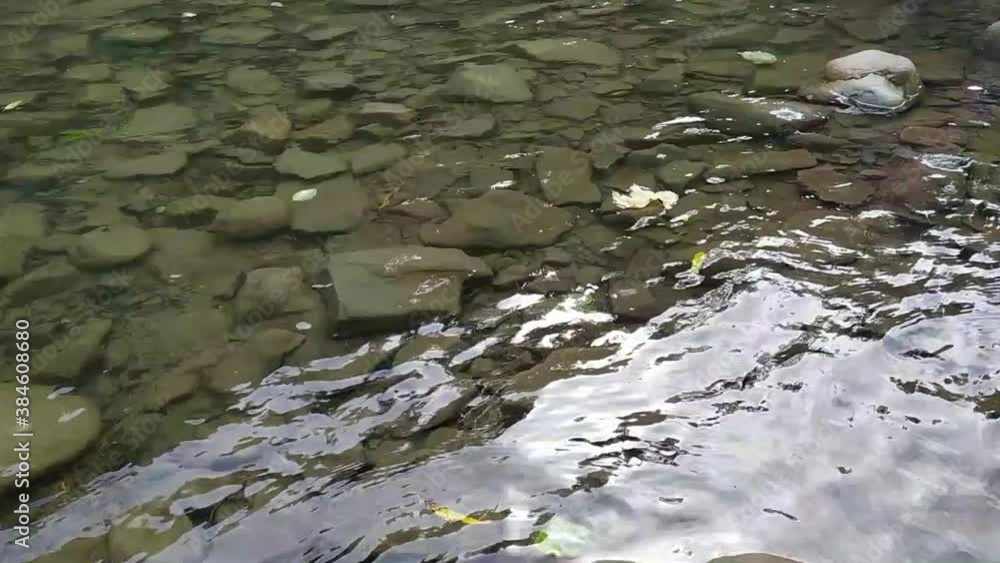 Fallen leaves floating on clear stone-bottom river surface Fallen leaves floating on clear stone-bottom river surface