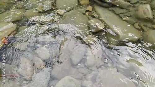 Fallen leaves floating on clear stone-bottom river surface