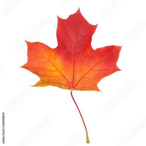 Leaf texture. Orange red maple autumn leaf isolated on white. Close-up details of maple leaf.