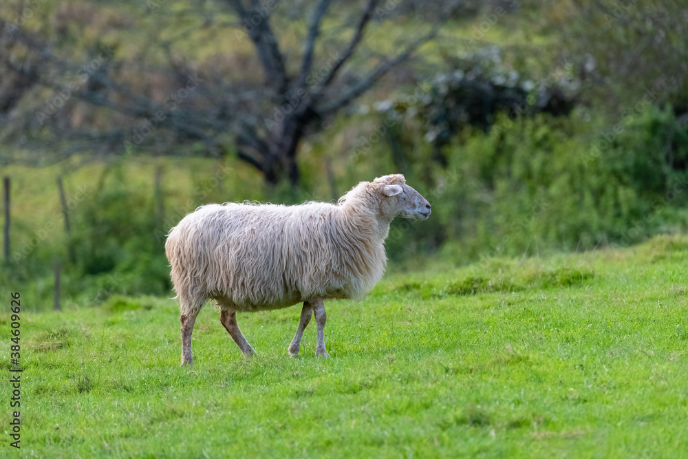 Fototapeta premium One sheep in a field