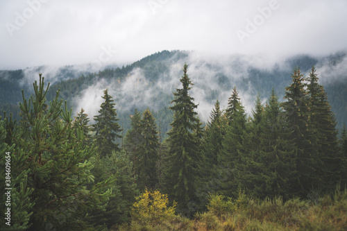 fog in the evergreen pine forest