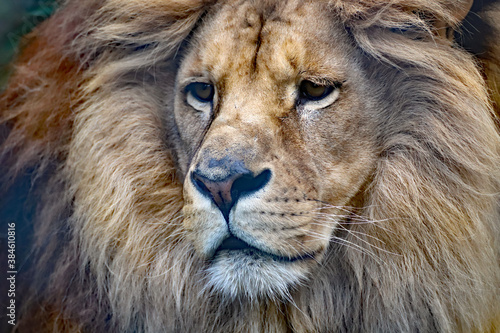 Fascination  que pense le lion  