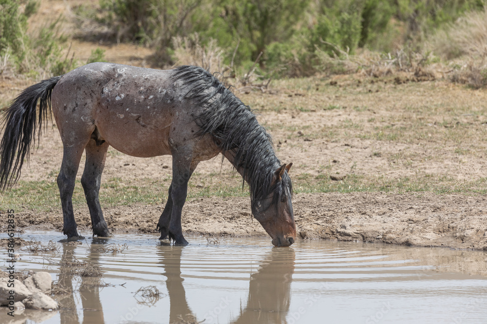 Fototapeta premium Wild orse at a Desert Waterhole in Utah