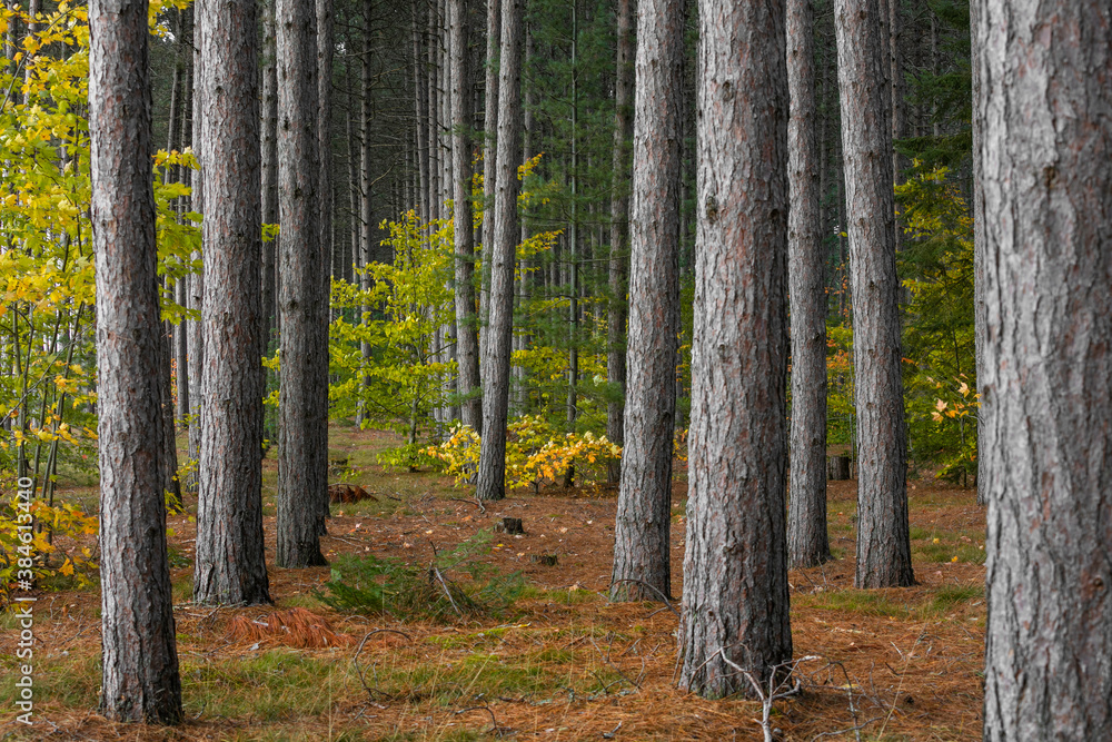 Tall pine trees in the forest with fall foliage