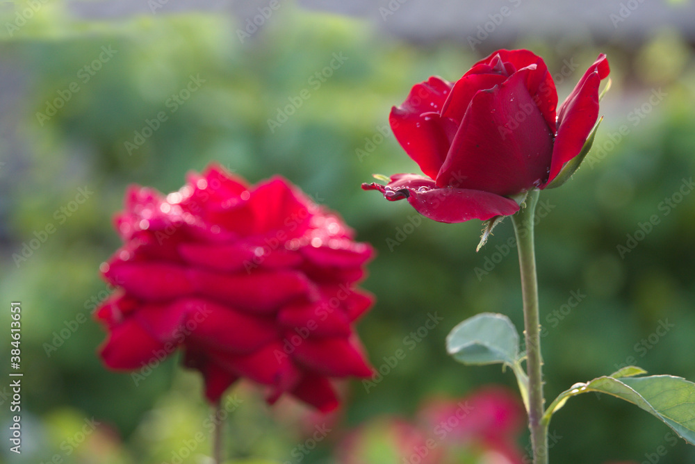 Red rose in the garden, flower on a blurry background, soft focus Red rose in the garden, flower on a blurry background, soft focus