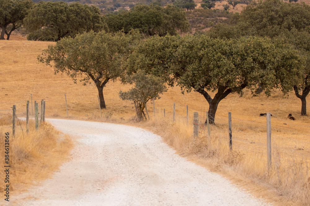 Fototapeta premium Road surrounded by cork oaks forest field in Alentejo, portugal