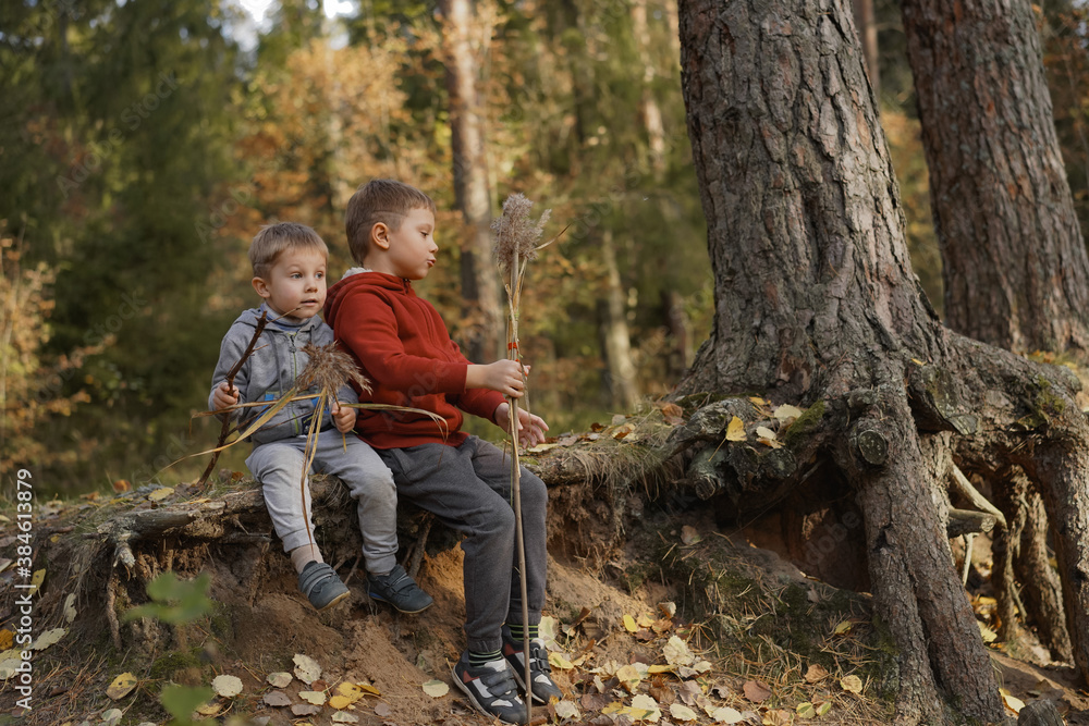 Two cute Caucasian boys brothers sitting on the root of big tree holding reed stems in autumn forest