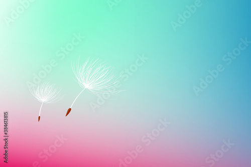 dandelion flower wallpaper with a colourful background. vector illustration.