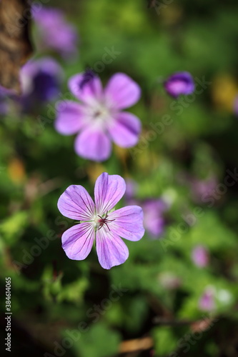 Geranium