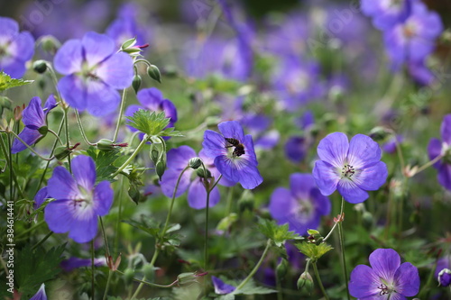 Geranium