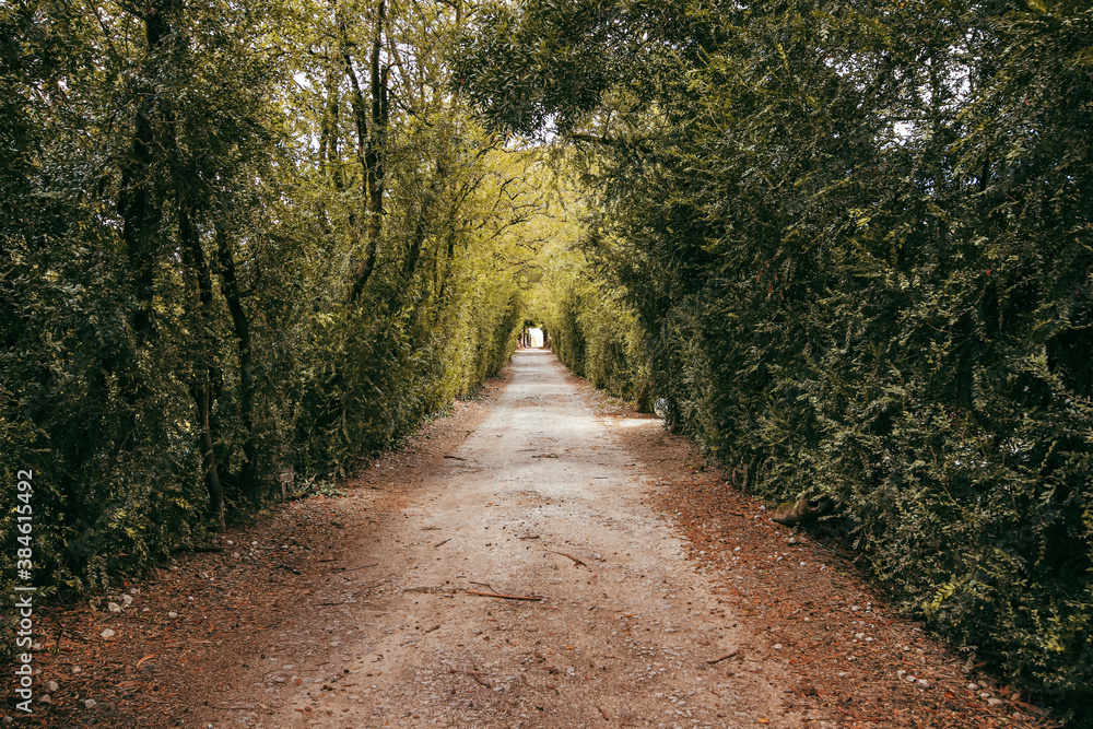 Fototapeta premium Amazing and relaxing path in a garden Surrounded by trees
