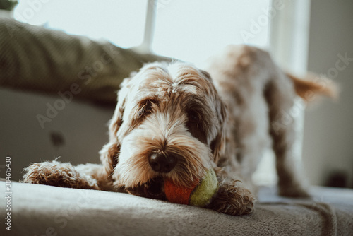 Photography Labradoodle dog playing on douch with a tennisball