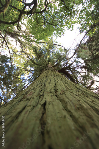 Looking up giant sequoia tree © nvphoto