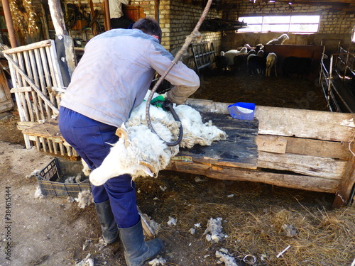 Sheep shearing in the household