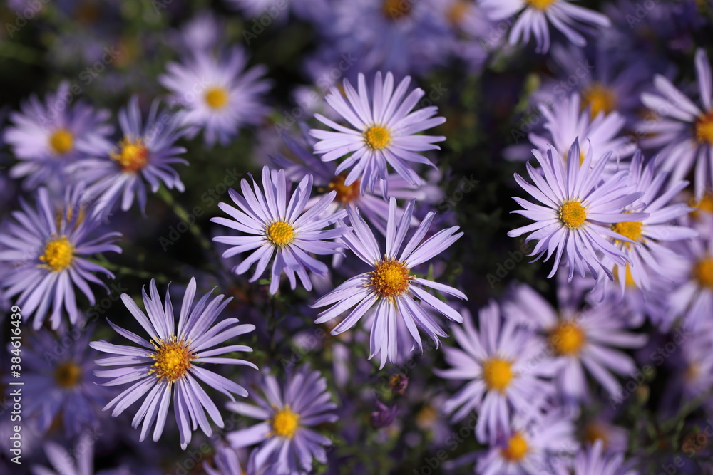 Aster Aster