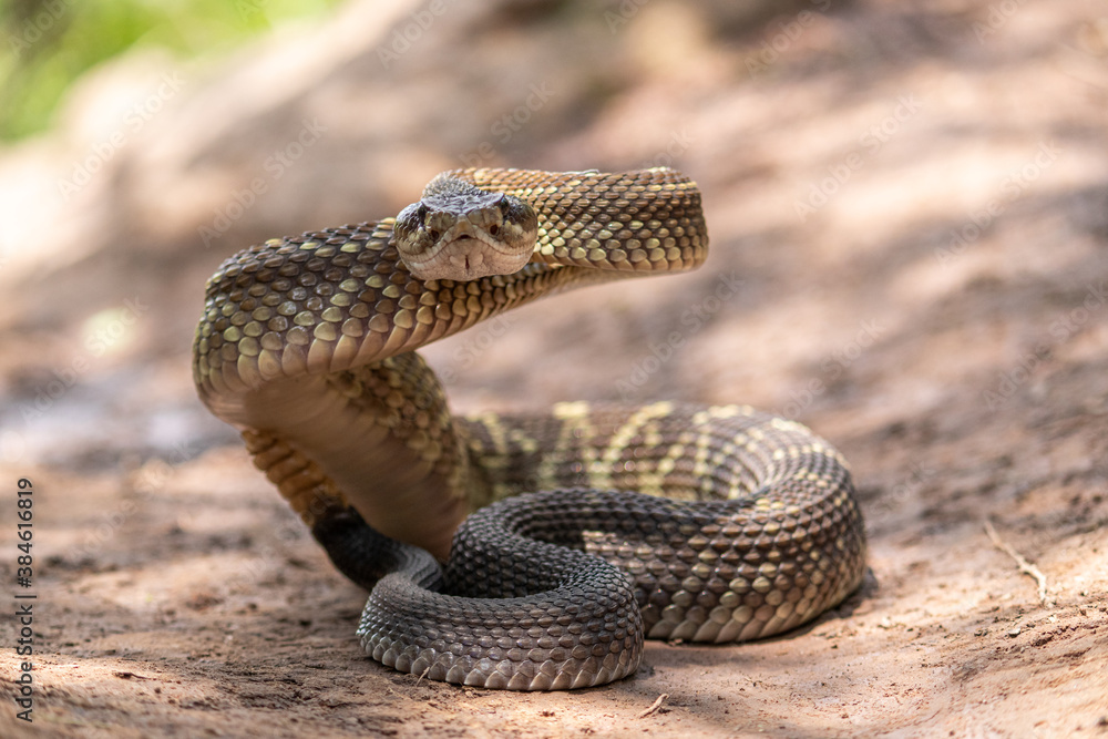 Fototapeta premium Crotalus molossus nigrescens 