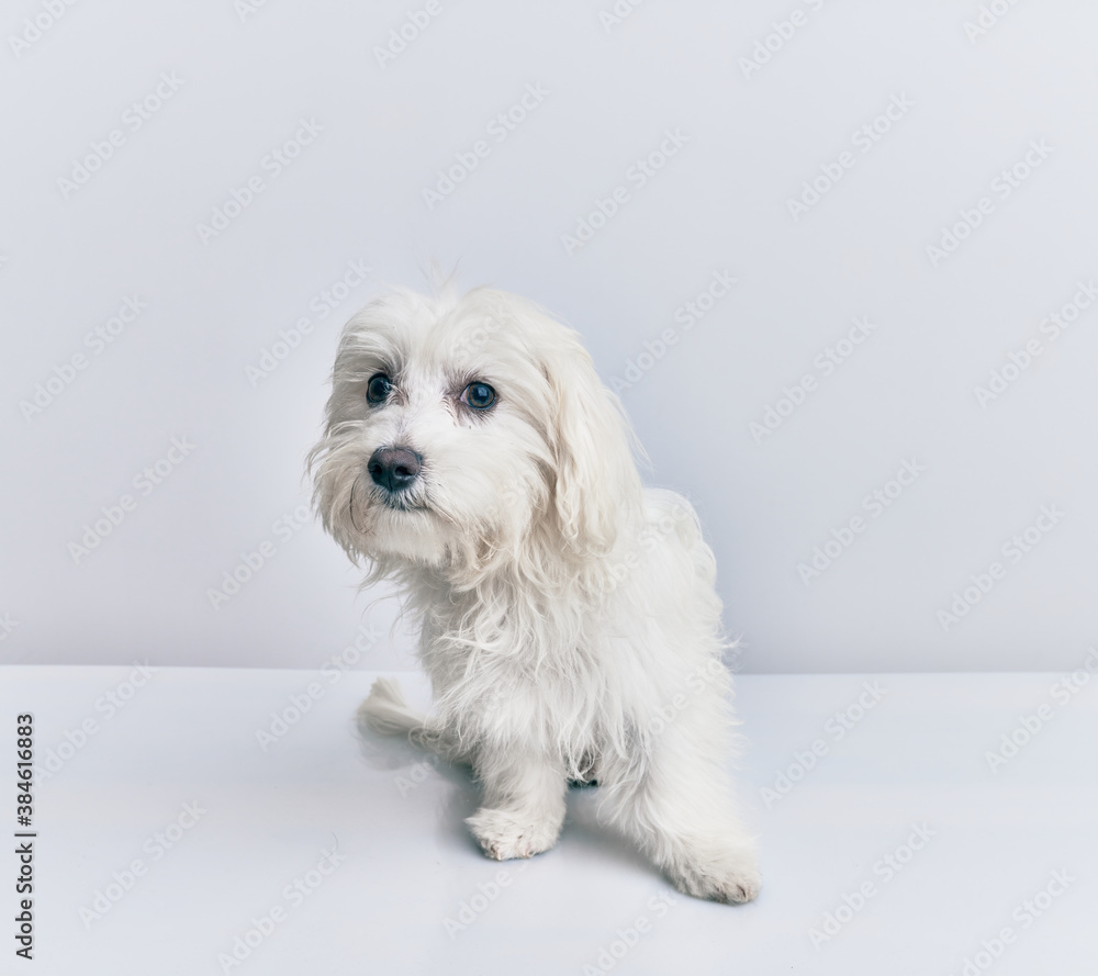 Adorable dog over isolated white background. Adorable dog over isolated white background.