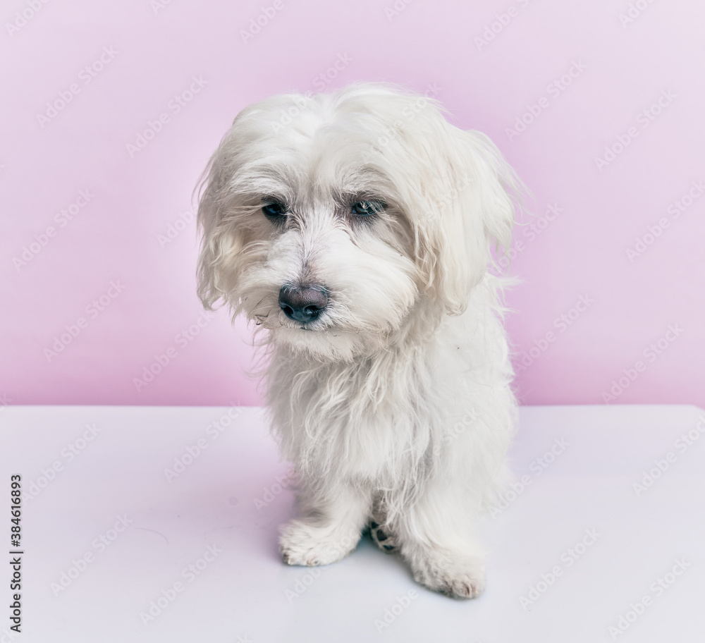 Obraz premium Adorable dog over isolated pink background.