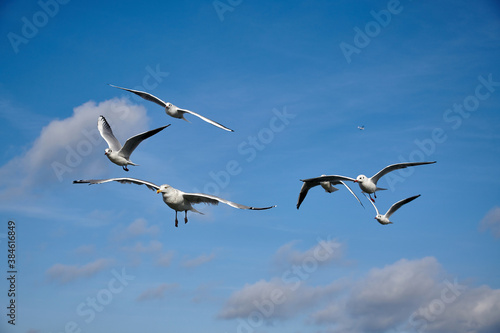 a flock of seagulls in blue sky with some clouds
