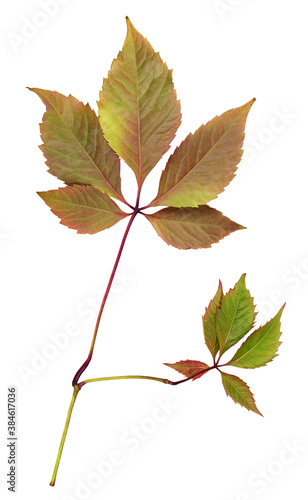 Colorful autumn leaves of w...