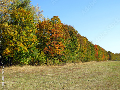 Autumn, road, path, leaves