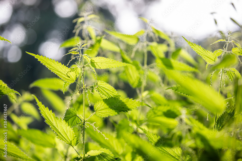 Fresh and healthy nettle on the meadow, heebal and medical concept Fresh and healthy nettle on the meadow, heebal and medical concept