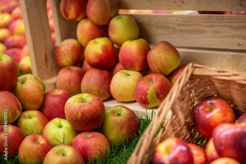 Harvested delicious, fresh red apples in a crate, ready to eat, food concept of fruit