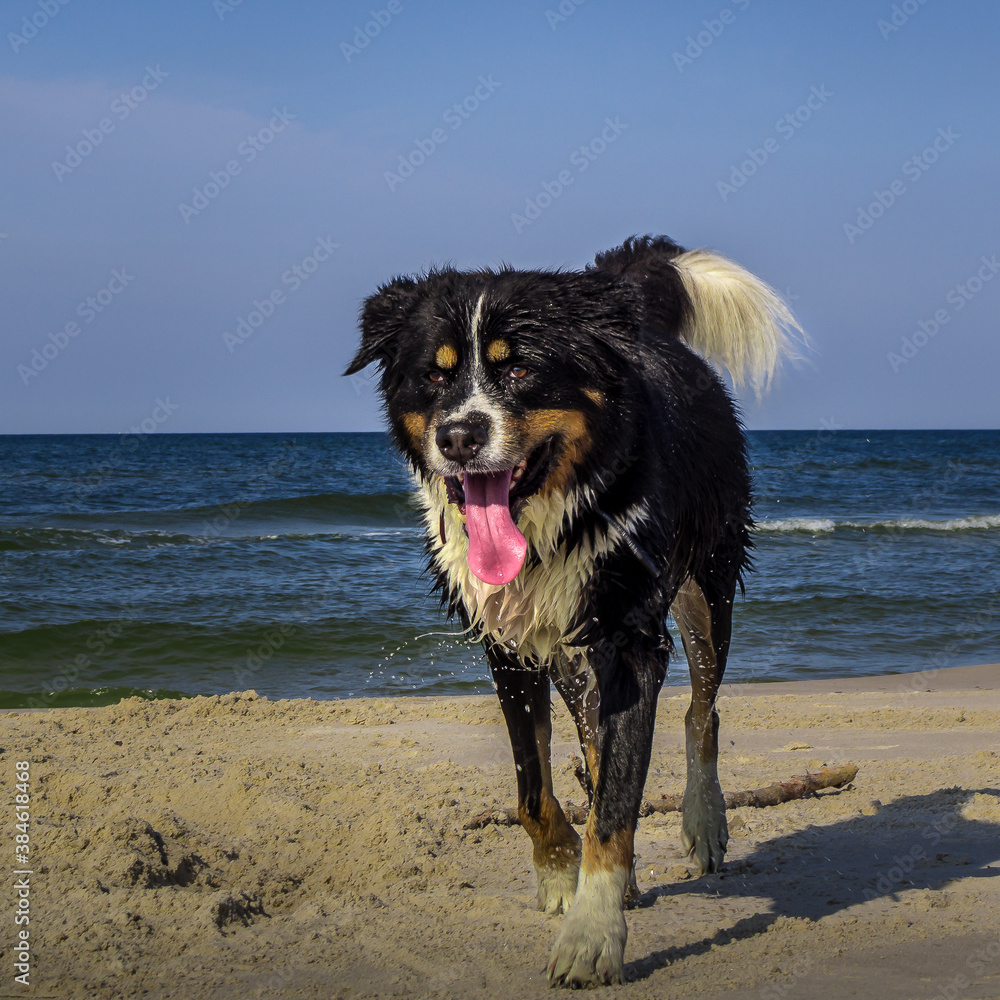 Happy mix-breed dog standing on the beach Happy mix-breed dog standing on the beach