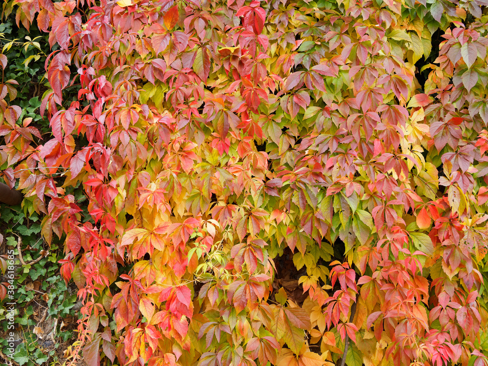 Parthenocissus quinquefolia Selbstkletternde Jungfernrebe oder Wilder