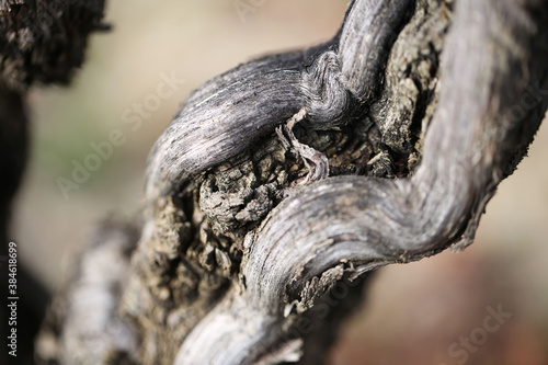 Cèpe et pied de vigne