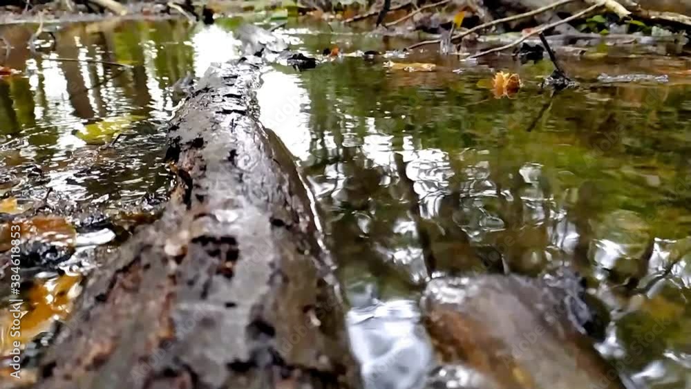 Small forest creek in low angle view and slow motion over fallen branch in clear water and idyllic vegetation for hiking, adventure tours and relaxing tourism through healthy environment and clean air Small forest creek in low angle view and slow motion over fallen branch in clear water and idyllic vegetation for hiking, adventure tours and relaxing tourism through healthy environment and clean air