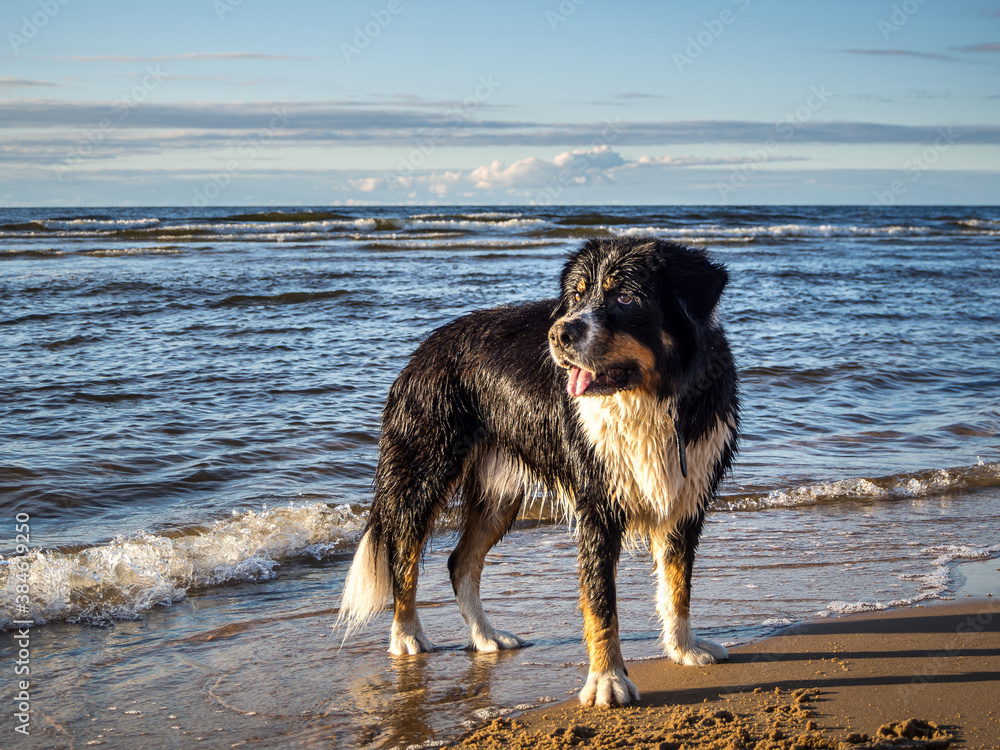 Happy mix-breed dog standing on the beach