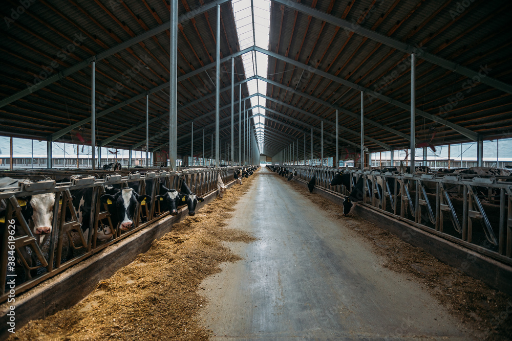 Naklejka premium Diary cows in modern free livestock stall