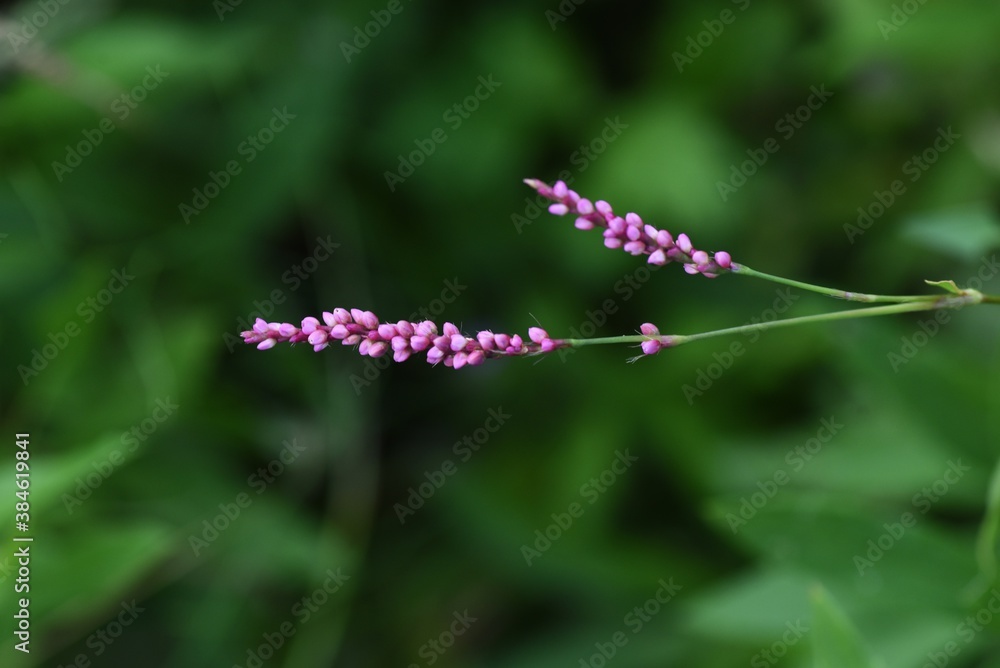 Creeping smartweed / Polygonaceae annual weed Creeping smartweed / Polygonaceae annual weed