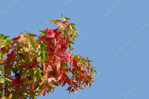 Low angle view of a branch of a  sycamore tree in autumn colors under blue sky photo